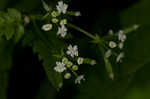 Sweet cicely <BR>Anise-root <BR>longstyle sweetroot